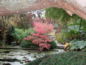 The pond at The Courts Garden