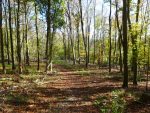 Light filled woodland