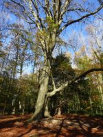 Massive tree